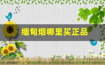 缅甸烟哪里买正品