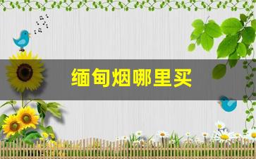 缅甸烟哪里买
