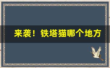 来袭！铁塔猫哪个地方有卖的“钝学累功”