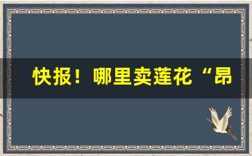快报！哪里卖莲花“昂然直入”